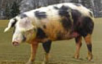 Schneebergland Beef